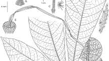Image result for Malvaceae: Byttnerioideae, Helicteroideae