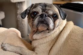 Check spelling or type a new query. How To Massage Gas Out Of Dog Step By Step Dogsfocus