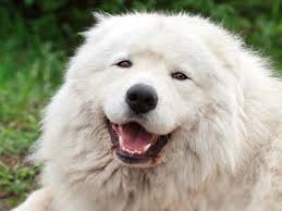 Maybe you would like to learn more about one of these? Maremma Sheepdog Price Temperament Life Span