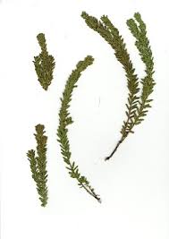 Image result for Clutia monticola