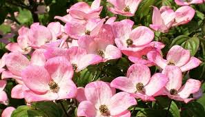 Associated with fertility and sexual attraction dogwood is useful in any meeting when those attending need to maintain confidence regarding the topics of discussion, and to help keep open minds. Dogwood Flower Meaning Symbolism And Colors