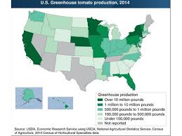 Greenhouse Tomato Production Spans Most U S States
