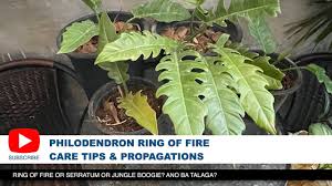 Toxic to animals, sawtooth leaves. Philodendron Jungle Boogie Care Tips Techniques Youtube