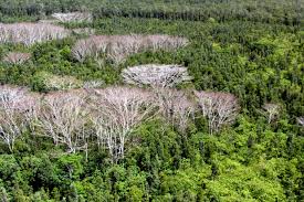 Image result for Albizia grandibracteata