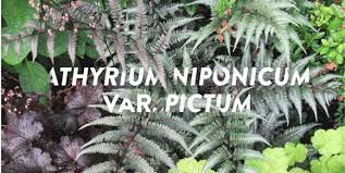 Image result for Athyrium