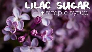 Check spelling or type a new query. My Favorite Lilac Recipes Lilac Sugar Lilac Syrup A Failed Infusion Youtube