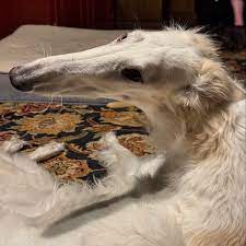 Eris The Borzoi | An early morning pile of pointed glances— entirely too  tired for film or refutation. She may have well rolled her eyes the moment  this... | Instagram