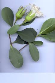 Image result for Sonneratiaceae