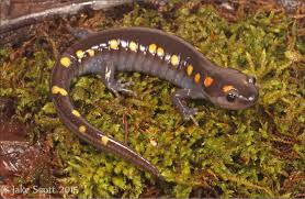 Image result for Macrotyloma rupestre × densiflo