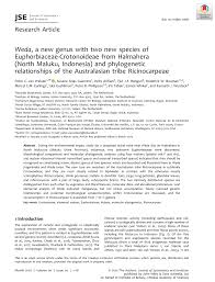 Image result for Neoholstia tenuifolia