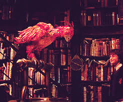 In most fantasy worlds today phoenixes have inherited other powers. Fawkes Harry Potter Wiki Fandom