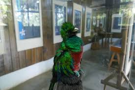 It is a small country but rich in nature specifically in wildlife. We Went On A Quest For The Quetzal Guatemala S Elusive National Bird And All We Saw Was This Lousy Stuffed Exhibit Volcano Love