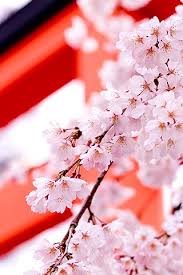 Black And White Cherry Blossoms Wallpaper Flowers Iphone Wallpaper Idesign Iphone Mac Wallpaper White Cherry Blossom Hd Nature Wallpapers