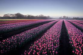 Japan cherry blossom forecast, pink tulips, dyed easter eggs, istanbul tulip festival, happy easter celebrate, paris sakura location for instagram, march 8, tulips field canada butchart gardens, happy easter 2020, yellow tulips, daffodils spring, pink tulips and gift, mill and tulips in holland, spring inscription, spring. Fiori Tulipano Campo Fiore Paesaggio Natura Fiore Rosa Sfondo Hd Wallpaperbetter