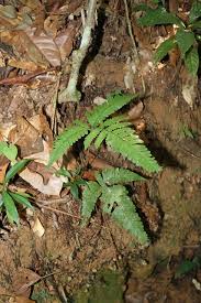 Image result for Triplophyllum