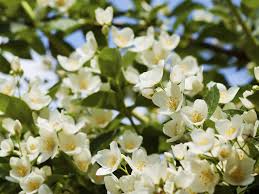 Send flowers online today & get free next day delivery! Choosing Fragrant Plants For Your Garden Saga