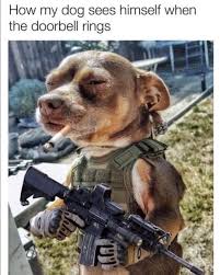 Meme S Quotes Memes Its Memes Laughing Memes Memes Quotes Funnie Memes I Meme Truthful Memes Happy Meme W Funny Dog Memes Funny Animal Memes Dog Memes