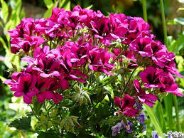 Check spelling or type a new query. Tanaman Hias Bunga Geranium Stikes Indonesia Stkindo Wirautama