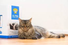 This scoopable litter provides a solution for cat owners whose cats do not use their litter box. Amazon Com Dr Elsey S Precious Cat Ultra Cat Litter 18 Pound Bag Pet Supplies