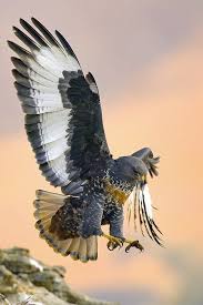 Pin By Abdullah Temizkan On Maravillas Birds Of Prey Bird Birds Flying