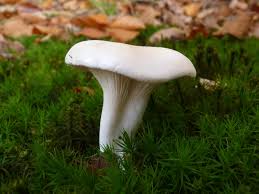 Image result for Clitopilus prunulus