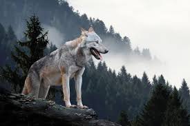 More than thirty subspecies of canis lupus have been recognized. Wolves Are Survivors
