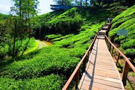 Malaysia, cameron highlands, 36, jalan ringlet, kawasan habu ringlet, pahang. Ladang Teh Sungai Palas 2019 Rugi Tak Singgah Walau Sekali