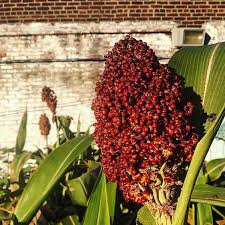 Image result for Sorghum bicolor