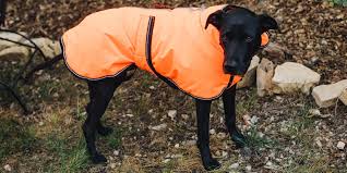The Best Winter Jackets And Raincoats For Dogs For 2019