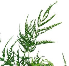Image result for Pteris dentata