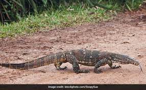 Husbandry is the chief component in breeding. Giant Lizard Creates Chaos At Supermarket