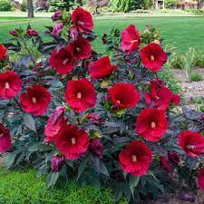 We did not find results for: Hibiscus Midnight Marvel Shrub Spring Hill Nurseries