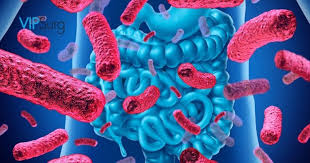 Probiotics Help Weight Loss After Bariatric Surgery