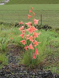 Image result for Gladiolus serapiiflorus