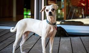 We rescue cats and dogs surrendered or abandoned at our local shelters. Three Puppies To Adopt Now In Oakland Cbs San Francisco