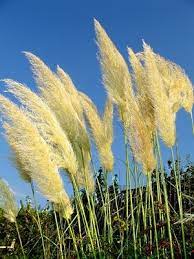 How To Grow Pampas Grass In Containers Hunker Grass Flower Pampas Grass Decor Ornamental Grasses