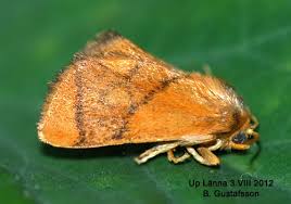Image result for Apoda limacodes