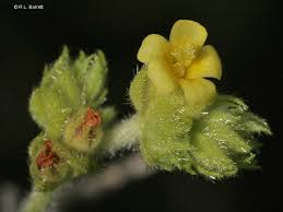 Image result for Waltheria indica