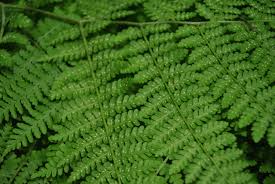 Image result for Diplazium humbertii