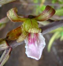 Image result for Eulophia petersii