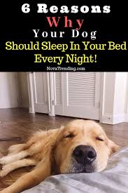 6 Reasons Why Your Dog Should Sleep In Your Bed Every Night Sleeping Dogs Dogs Dog Lovers