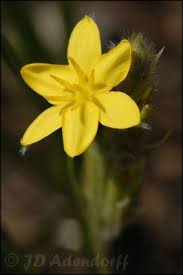 Image result for Hypoxis rigidula