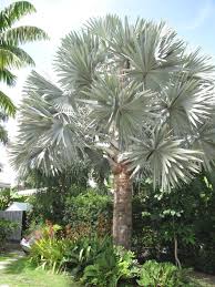 Madagascar bismarck palm growth rate. Bismarchia Nobilis Acacia Llc