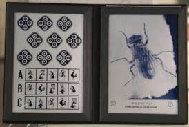 Maddox cylinder and pola test for near distance, binocular vision (bagolini and worth test, lang test i and ii, titmus test, amplitude of fusion), amplitude of accommodation, refraction in cycloplegia and. Dreidimensionales Sehen Auge Online