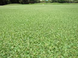 Image result for Paspalum