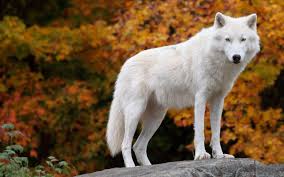 Maybe you would like to learn more about one of these? Arctic Wolf Wallpapers Top Free Arctic Wolf Backgrounds Wallpaperaccess