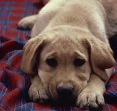 images?q=tbn:ANd9GcSzWxOQsnGtRqGcctOXcew