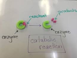 Biology By The Math Mom Working With Enzyme Models Biology Projects Biology Activity Ap Biology
