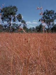 Image result for Themeda triandra