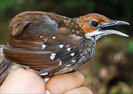 Baby Bird Identifier By Picture New Ventriloquist Bird Species Discovered In Philippines Bird Species Bird Pet Birds